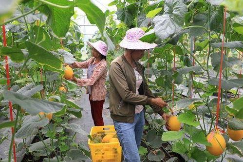 吃网红的瓜图片,一场视觉盛宴背后的“吃瓜”真相